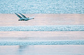 Whooper swan (Cygnus cygnus) pair in flight, Lac du Der, Champagne, France