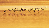 Dunlin (Calidris alpina) group in flight at dawn, Lac du Der, Champagne, France