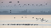Common crane (Grus grus) group in flight at dawn, Lac du Der, Champagne, France