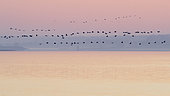 Common crane (Grus grus) group in flight at dawn, Lac du Der, Champagne, France