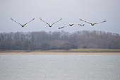 Common crane (Grus grus) group in flight, Lac du Der, Champagne, France