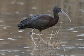 Glossy Ibis (Plegadis falcinellus) in water, Camargue, France