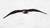 Glossy Ibis (Plegadis falcinellus) in flight, Camargue, France