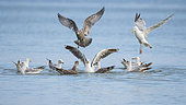 Herring Gull (Larus argentatus) group on the water, Cotentin, Normandy, France