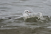 Black-headed Gull (Chroicocephalus ridibundus) on the water, Brittany, France