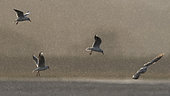 Black-headed Gull (Chroicocephalus ridibundus) group in flight in rain, Brittany, France