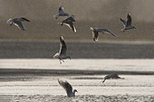 Black-headed Gull (Chroicocephalus ridibundus) group in flight in rain, Brittany, France