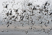 Greylag goose (Anser anser) group in flight, Lac du Der, Champagne, France