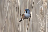 Bearded Reedling (Panurus biarmicus) on a reed, Camargue, France
