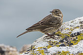 Water Pipit (Anthus spinoletta) on rock, Brittany, France