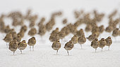 European golden plover (Pluvialis apricaria) in rain, Goulven Bay, Brittany, France