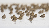 European golden plover (Pluvialis apricaria) in rain, Goulven Bay, Brittany, France