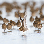 European golden plover (Pluvialis apricaria) in water, Goulven Bay, Brittany, France
