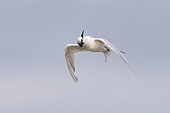 Sandwich tern (Thalasseus sandvicensis) in flight, Brittany, France