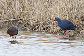 Western Swamphen (Porphyrio porphyrio) and Glossy ibis (Plegadis falcinellus) walking in the water, Camargue, France