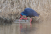 Western Swamphen (Porphyrio porphyrio) grooming in the water, Camargue, France