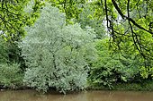 White willow (Salix alba), Schussen riverbank, Baden-Württemberg, Germany, Europe
