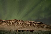 Northern Lights (Aurora borealis) over a herd of Iceland horses in front of mountains lit by the city Grundarfjoerður, Snæfellsnes, Iceland, Europe