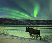 Moose at Tysfjord with northern lights in Norway