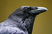 Common raven (Corvus corax), animal portrait, captive, Germany, Europe