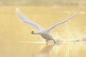 Mute Swan (Cygnus olor), taking off from the water in the morning light, Lake Zug, Switzerland, Europe