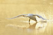 Mute Swan (Cygnus olor), taking off from the water in the morning light, Lake Zug, Switzerland, Europe