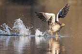 Greylag goose (anser anser), flying, in flight, take-off, Hanover, Lower Saxony, Germany, Europe