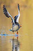 Greylag goose (anser anser), flying, in flight, take-off, Hanover, Lower Saxony, Germany, Europe