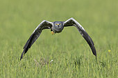Montagu's Harrier (Circus pygargus), front view of an adult male in flight, Campania, Italy