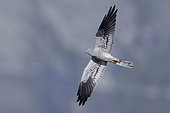 Montagu's Harrier (Circus pygargus), adult male in flight seen from below, Campania, Italy