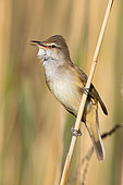 Great Reed Warbler (Acrocephalus arundinaceus), adult perched on a reed, Campania, Italy