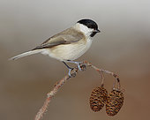 Marsh Tit (Poecile palustris italicus), side view of an adult perched on a branch, Campania, Italy