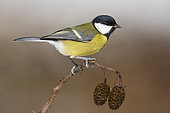 Great Tit (Parus major aphrodite), side view of an adult female perched on a branch, Campania, Italy