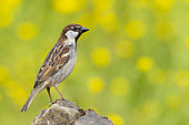 Italian Sparrow (Passer italiae), side view of an adult male standing on a rock, Campania, Italy