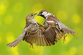 Moineau cisalpin (Passer domesticus italiae) mâle et femelle se battant en vol, Campanie, Italie