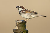 Italian Sparrow (Passer italiae), side view of an adult male driking from a pipe, Campania, Italy