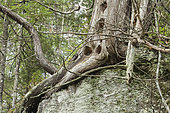 Arborvitae (Thuja occidentalis) dug by a pileated woodpecker (Dryocopus pileatus) looking for larvae to feed on. La Mauricie National Park. Quebec. Canada.