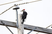 Pileated Woodpecker (Dryocopus pileatus) female on an electric pole and drumming on the metal part, Saint Mathieu du Parc. Quebec. Canada