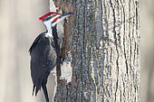 Pileated Woodpecker (Dryocopus pileatus) male on a dead tree looking for larvae to feed on. The woodpecker catches the larvae with its tongue, which penetrates the cavity dug by the larva. Mauricie region. Quebec. Canada