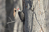 Pileated Woodpecker (Dryocopus pileatus) male on a dead tree looking for larvae to feed on. The woodpecker tears off a bark that falls from the tree. Mauricie region. Quebec. Canada