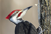 Pileated Woodpecker (Dryocopus pileatus) male on a dead tree looking for larvae to feed on. Mauricie region. Quebec. Canada