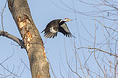 Pileated Woodpecker (Dryocopus pileatus), female, flying. Mauricie region. Quebec. Canada