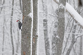 Pileated woodpecker (Dryocopus pileatus) male on a dead tree during a snowstorm looking for larvae to feed on. Mauricie region. Quebec. Canada