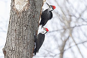 Pileated woodpecker (Dryocopus pileatus) pair on a dead tree looking for larvae to feed on. Mauricie region. Quebec. Canada