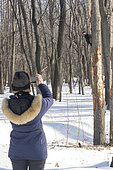 Young woman photographing a pileated woodpecker (Dryocopus pileatus) in winter, in a snowy forest. Mauricie region. Quebec. Canada.