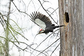 Pileated woodpecker (Dryocopus pileatus) Female flies from her nesting box. Mauricie region. Quebec. Canada
