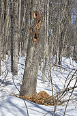 Tree dug by a pileated woodpecker (Dryocopus pileatus) in search of insect larvae. Mauricie region. Quebec. Canada.