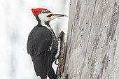 Pileated woodpecker (Dryocopus pileatus) male on a dead tree looking for larvae to feed on. The woodpecker catches the larvae with its tongue which penetrates the cavity dug by the larva. Mauricie region. Quebec. Canada