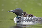 Great northern diver (Gavia immer) carrying his chick on his back, La Mauricie National Park, Quebec, Canada