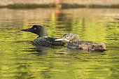 Great northern diver (Gavia immer) swimming with its two-month-old child., La Mauricie National Park, Quebec, Canada